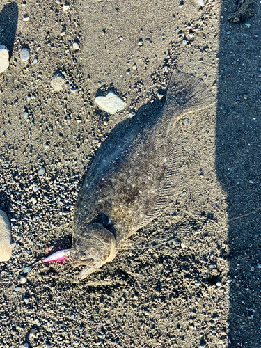 ヒラメの釣果