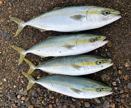 イナダの釣果