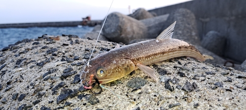 エソの釣果