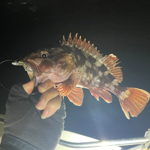 カサゴの釣果