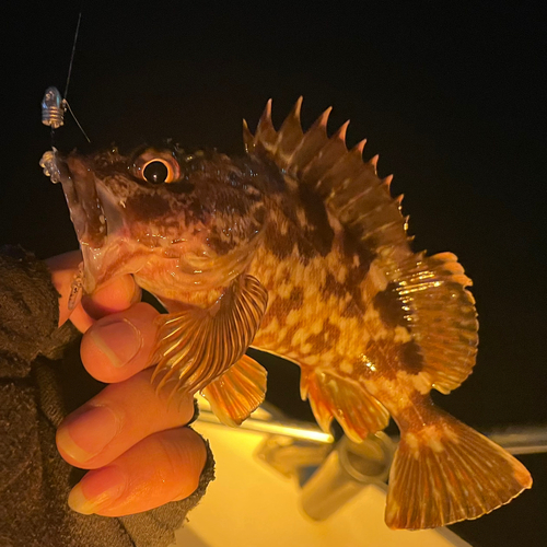 カサゴの釣果