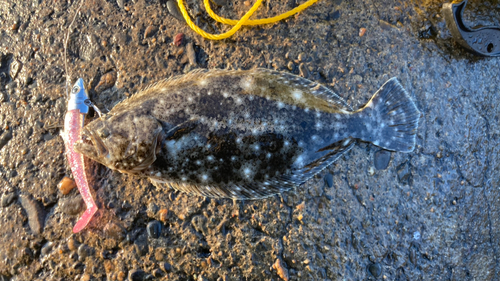 ソゲの釣果