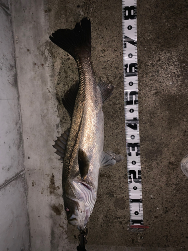 シーバスの釣果