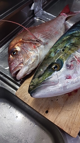 ブリの釣果