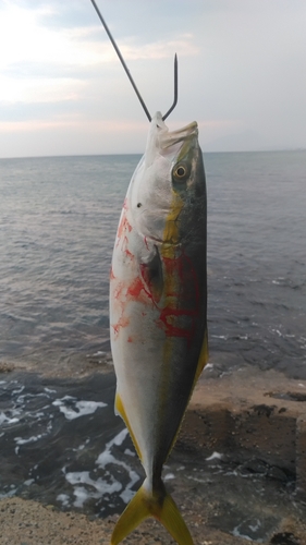 ツバスの釣果