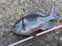 クチブトグレの釣果