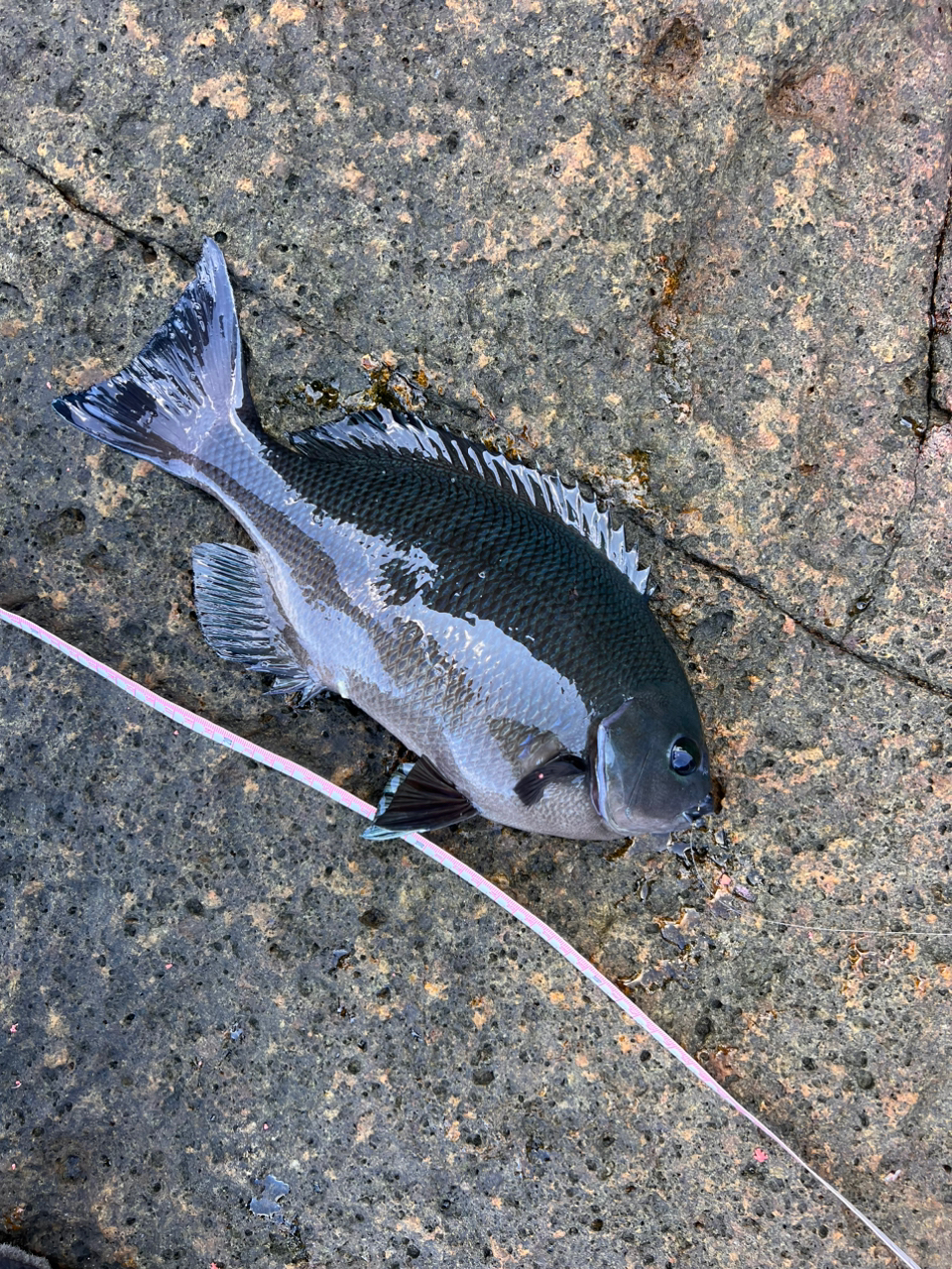 クチブトグレ