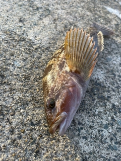 アイナメの釣果