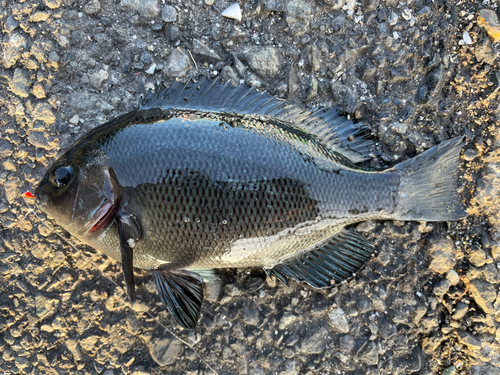 クチブトグレの釣果