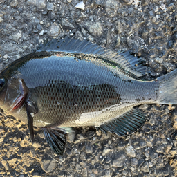 クチブトグレ