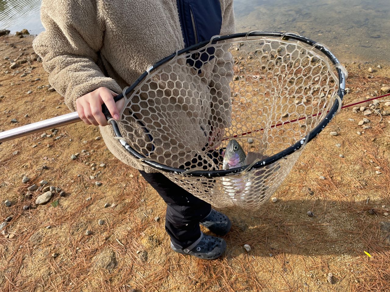 ニジマスの釣果写真