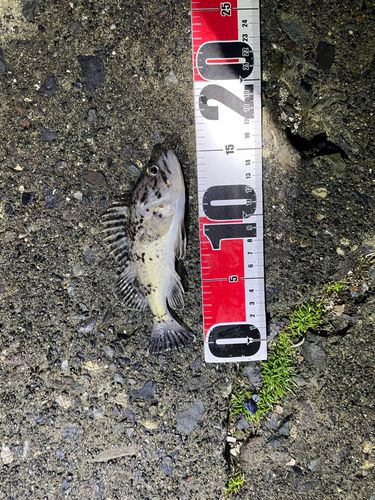 エゾメバルの釣果