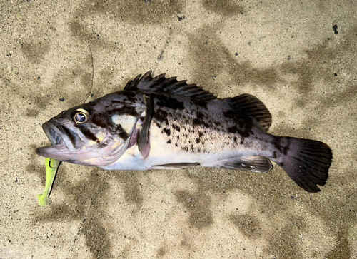 クロソイの釣果