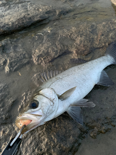 ヒラスズキの釣果