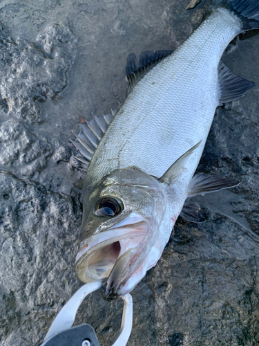 ヒラスズキの釣果