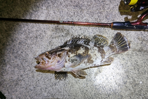 タケノコメバルの釣果