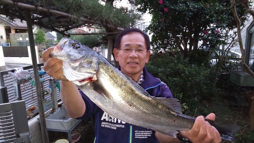 スズキの釣果