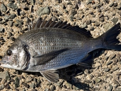 クロダイの釣果