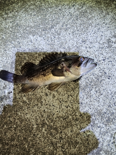 クロソイの釣果