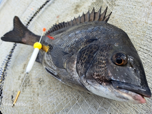 チヌの釣果