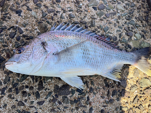 キビレの釣果