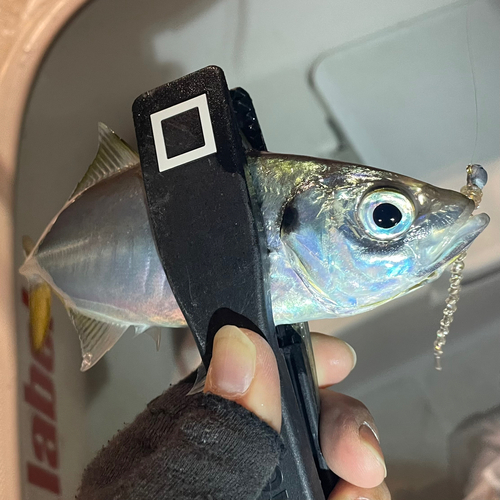 マアジの釣果