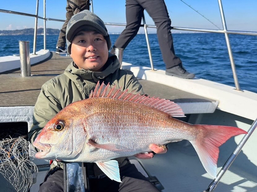 マダイの釣果