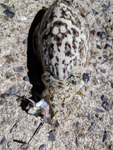 コウイカの釣果