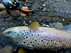 ブラウントラウトの釣果