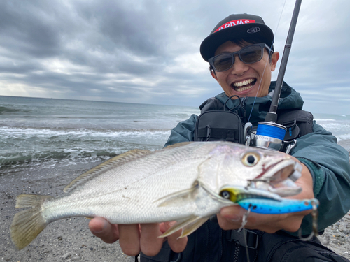 オオニベの釣果