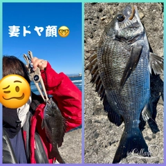 クロダイの釣果