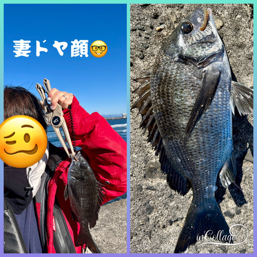 クロダイの釣果