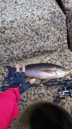 イサキの釣果