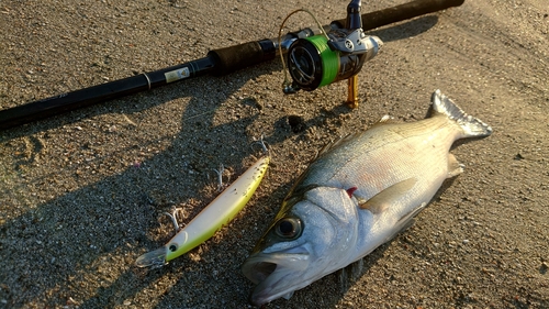 スズキの釣果