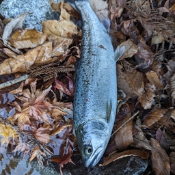 アングラー34793968の釣果