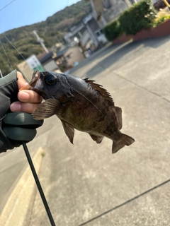 アカメバルの釣果