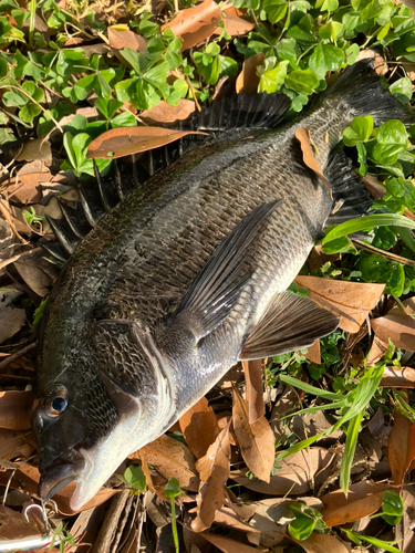 クロダイの釣果