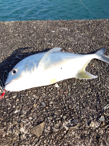 メッキの釣果