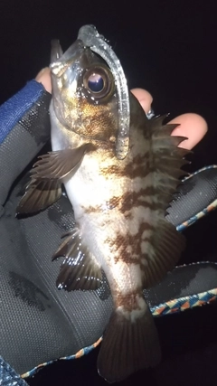 シロメバルの釣果