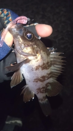 シロメバルの釣果