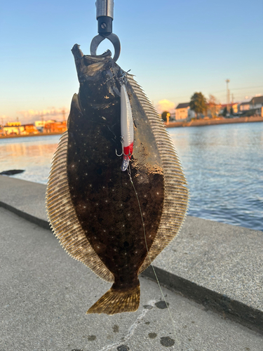 ヒラメの釣果