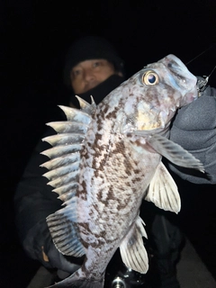 クロソイの釣果