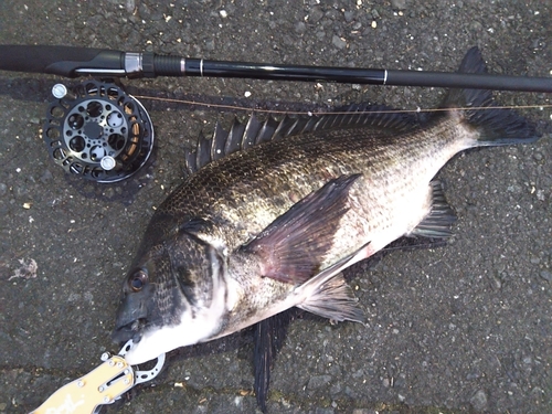 チヌの釣果