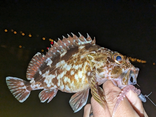 カサゴの釣果