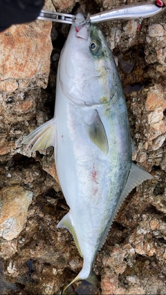 メジロの釣果