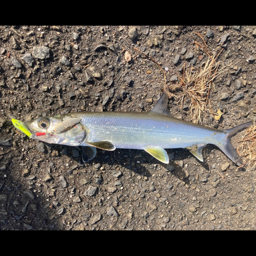 カライワシの釣果