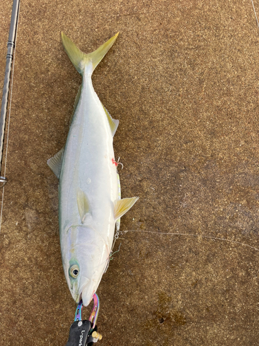 イナダの釣果