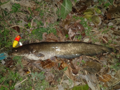 ナマズの釣果