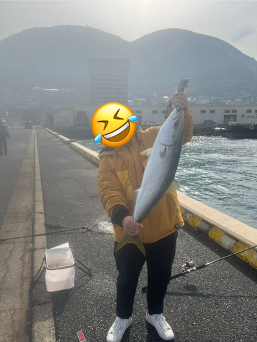 ブリの釣果