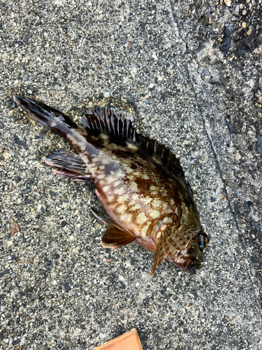 カサゴの釣果